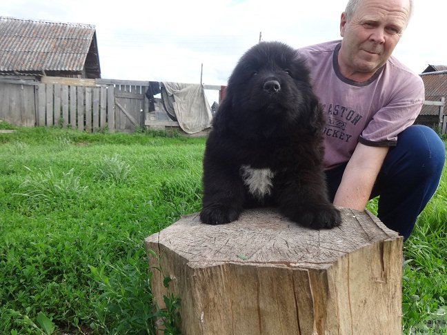 Фото: ньюфаундленд YAntarnaya Sensaciya N'yufort (Янтарная Сенсация Ньюфорт)