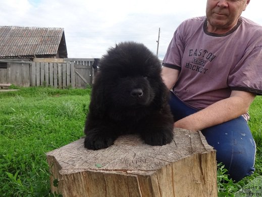 Фото: ньюфаундленд YArkiy Tanec Ovacii (Яркий Танец Овации)