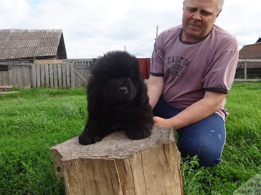 Фото: ньюфаундленд YArkiy Tanec Ovacii (Яркий Танец Овации)