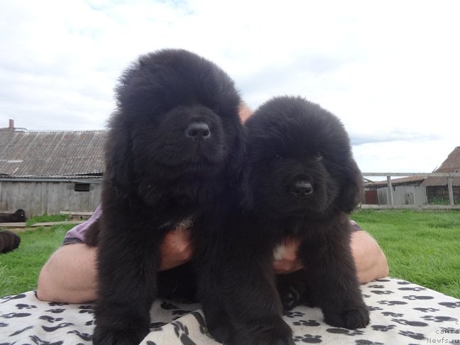 Фото: ньюфаундленд YArkiy Tanec Ovacii (Яркий Танец Овации), ньюфаундленд YAntarnaya Sensaciya N'yufort (Янтарная Сенсация Ньюфорт)
