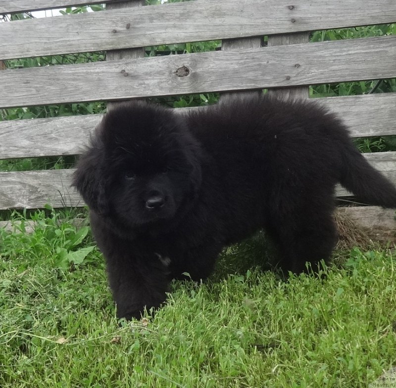 Фото: ньюфаундленд YAntarnaya Sensaciya N'yufort (Янтарная Сенсация Ньюфорт)