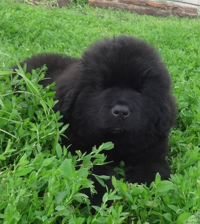 Фото: ньюфаундленд YAntarnaya Sensaciya N'yufort (Янтарная Сенсация Ньюфорт)