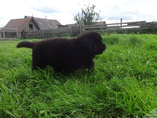 Фото: ньюфаундленд YArkiy Tanec Ovacii (Яркий Танец Овации)