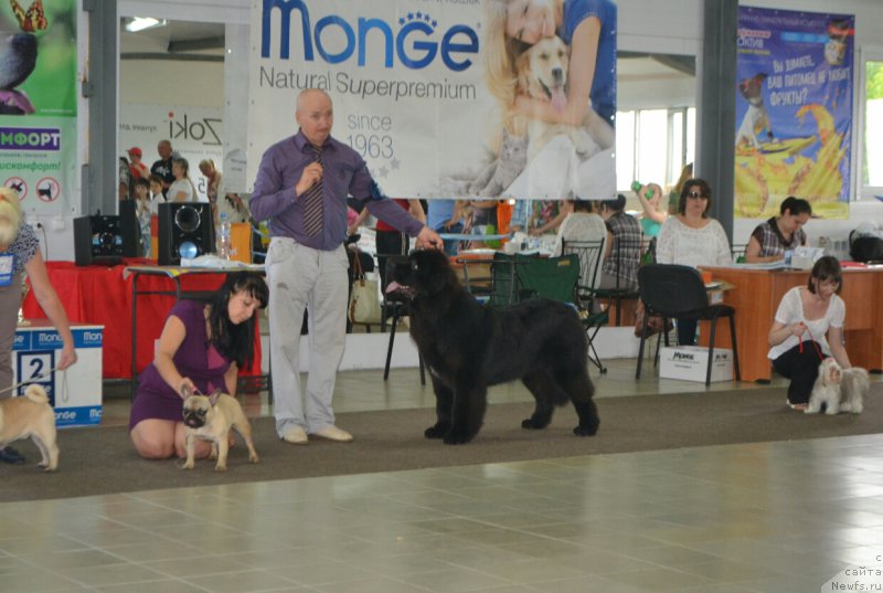 Фото: ньюфаундленд Sent Djons Exclusive (Сент Джонс Эксклюзив)