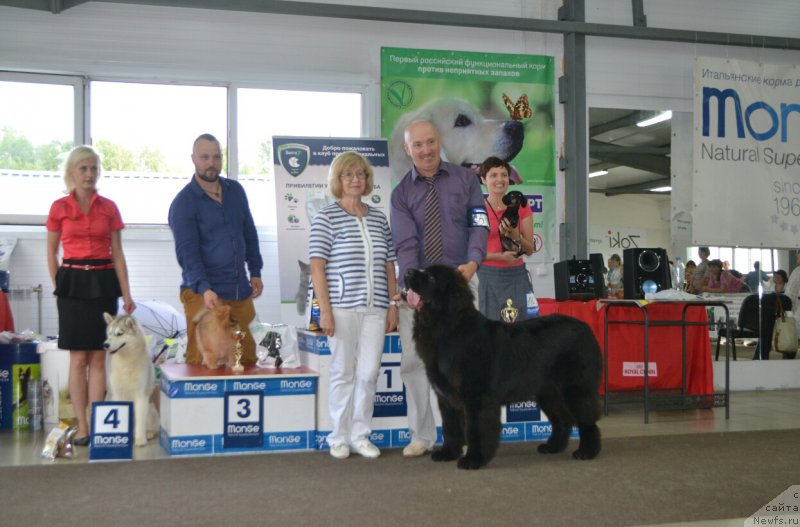 Фото: ньюфаундленд Sent Djons Exclusive (Сент Джонс Эксклюзив)