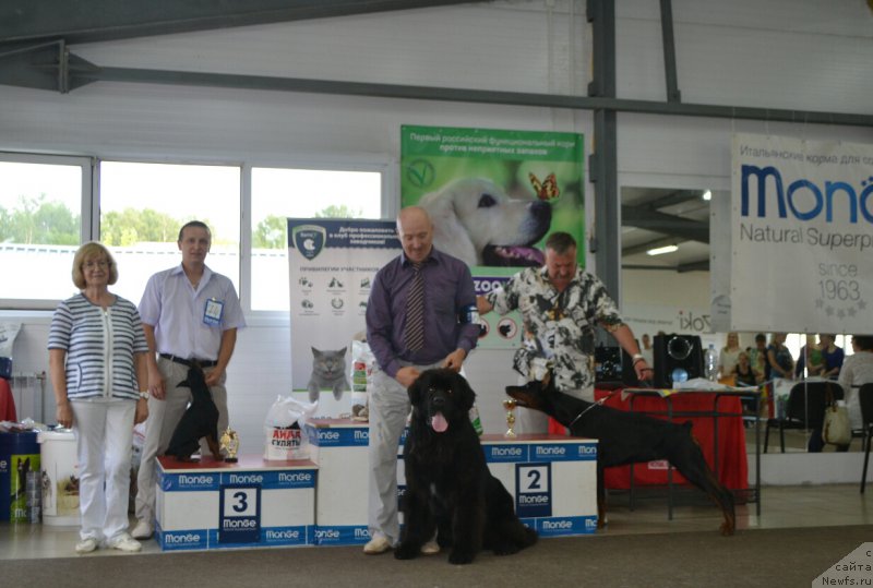 Фото: ньюфаундленд Sent Djons Exclusive (Сент Джонс Эксклюзив)