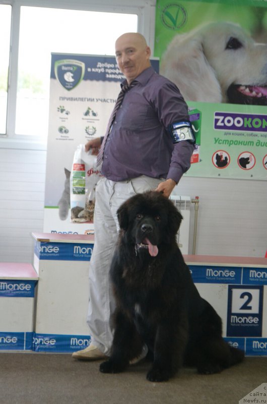 Фото: ньюфаундленд Sent Djons Exclusive (Сент Джонс Эксклюзив)