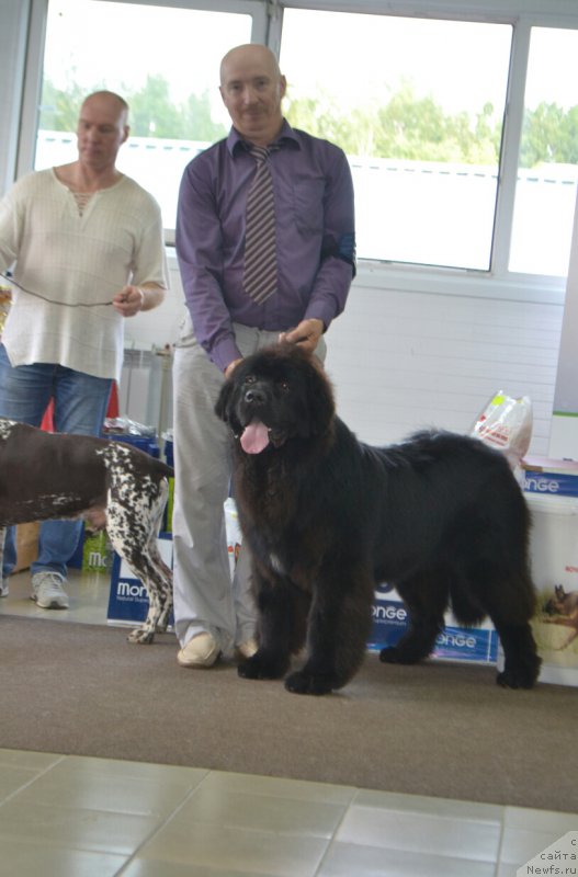 Фото: ньюфаундленд Sent Djons Exclusive (Сент Джонс Эксклюзив)