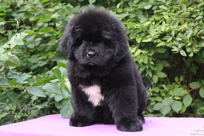 Фото: ньюфаундленд Mishel' s Berega Dona (Мишель с Берега Дона)