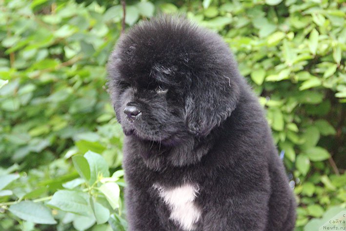 Фотография № 228182