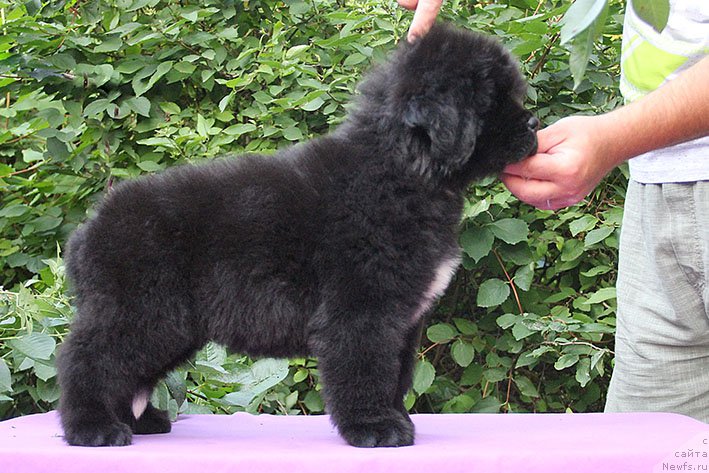 Фотография № 228184