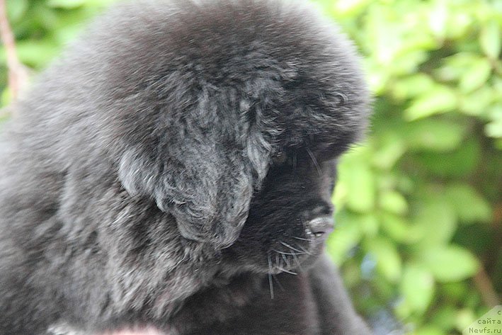 Фото: ньюфаундленд Mishel' s Berega Dona (Мишель с Берега Дона)