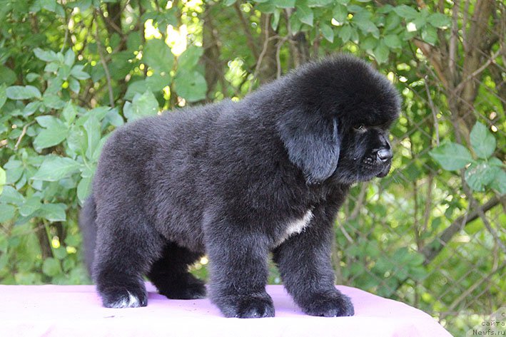 Фотография № 228187