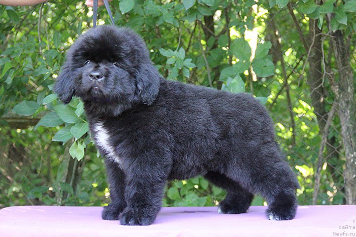 Фотография № 228188