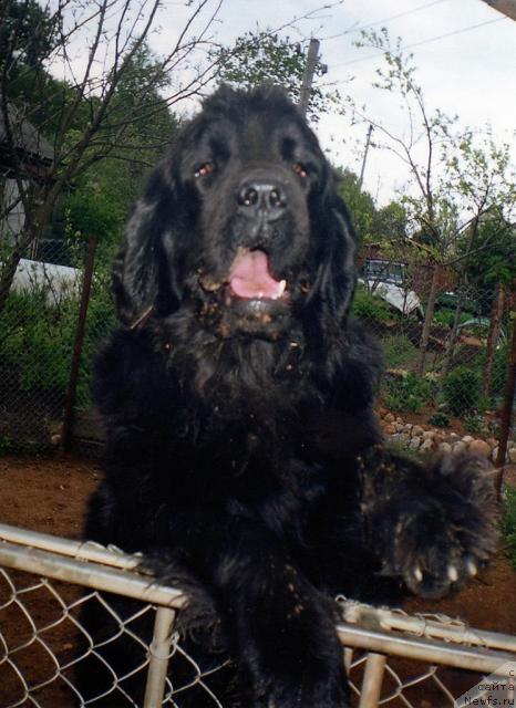 Фото: ньюфаундленд Bine-Bonita