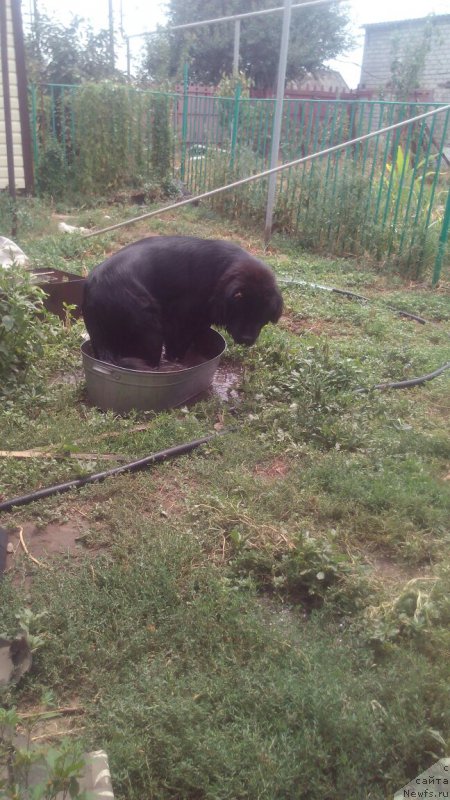 Фото: ньюфаундленд Braunblad MSK Vivitta Kurce (Браунблад МСК Вивитта Курце)