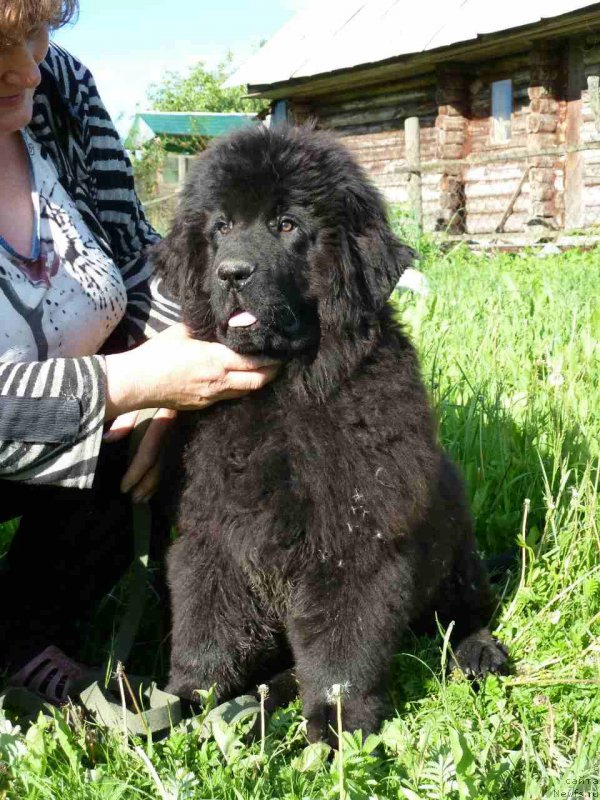 Фото: ньюфаундленд Irada Slavnaya Doch' Matveya (Ирада Славная Дочь Матвея)