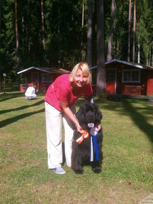 Фото: ньюфаундленд Brownblood MSK Zhansaya Shuli (Браунблад МСК Жансая Шули)