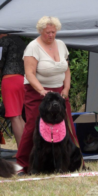 Фото: ньюфаундленд Brownblood MSK Zhansaya Shuli (Браунблад МСК Жансая Шули)