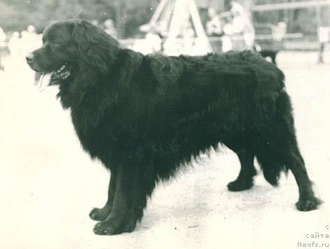 Фото: ньюфаундленд Greysiv Cerber Rodjer (Грейсив Цербер Роджер)