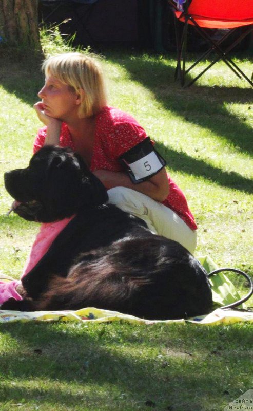 Фото: ньюфаундленд Brownblood MSK Zhansaya Shuli (Браунблад МСК Жансая Шули)