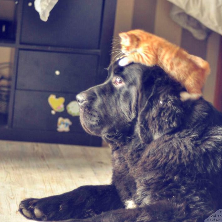 Фото: ньюфаундленд Chernaya Mafia Big Bang Theory (Черная Мафия Биг Банг Тхеору)