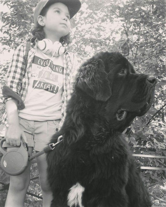 Фото: ньюфаундленд Chernaya Mafia Big Bang Theory (Черная Мафия Биг Банг Тхеору)