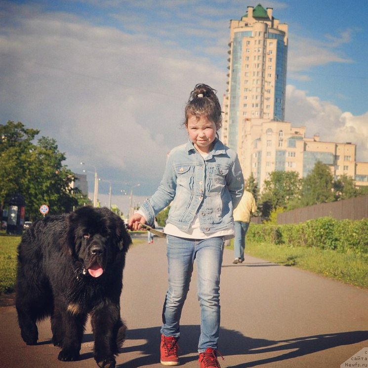 Фото: ньюфаундленд Chernaya Mafia Big Bang Theory (Черная Мафия Биг Банг Тхеору)