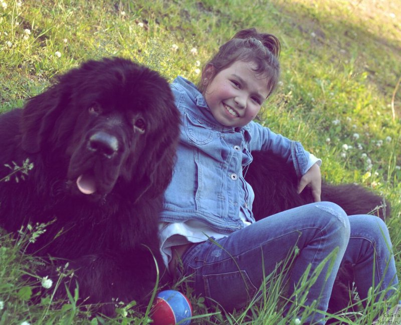 Фото: ньюфаундленд Chernaya Mafia Big Bang Theory (Черная Мафия Биг Банг Тхеору)