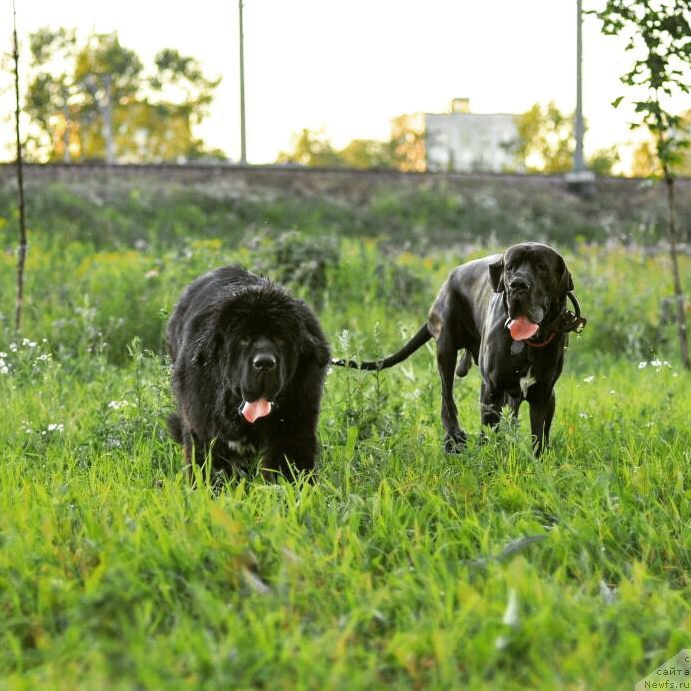 Фото: ньюфаундленд Chernaya Mafia Big Bang Theory (Черная Мафия Биг Банг Тхеору)