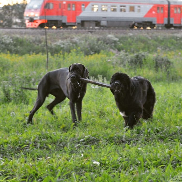 Фото: ньюфаундленд Chernaya Mafia Big Bang Theory (Черная Мафия Биг Банг Тхеору)