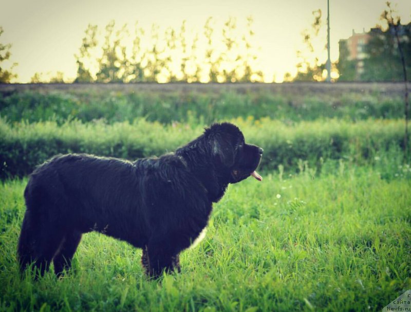 Фото: ньюфаундленд Chernaya Mafia Big Bang Theory (Черная Мафия Биг Банг Тхеору)