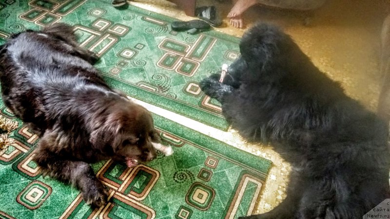 Фотография № 228218