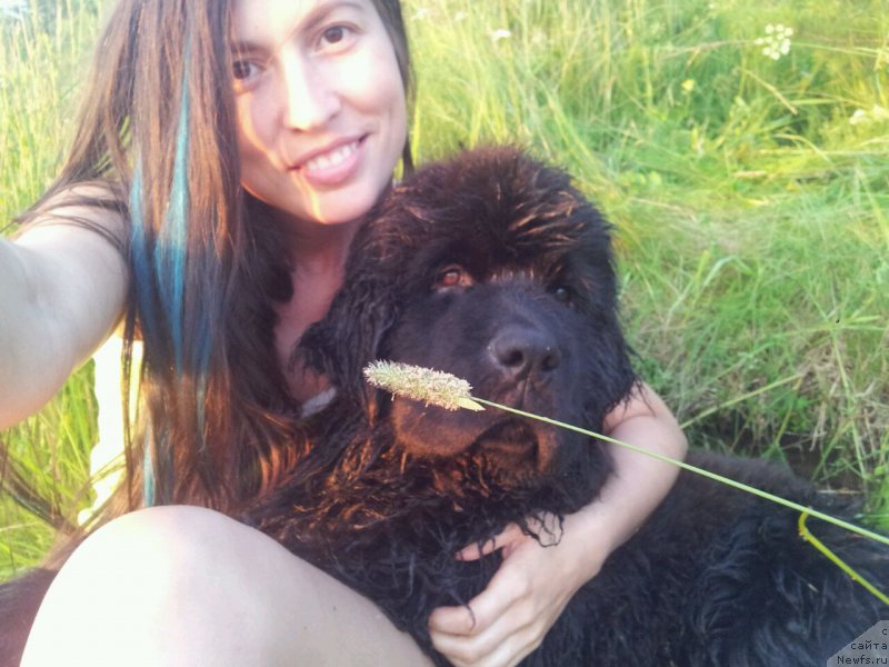 Фото: ньюфаундленд N'yufort Leonardo (Ньюфорт Леонардо)