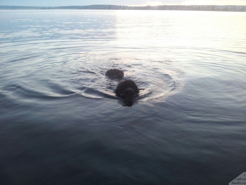 Фото: ньюфаундленд N'yufort Leonardo (Ньюфорт Леонардо)