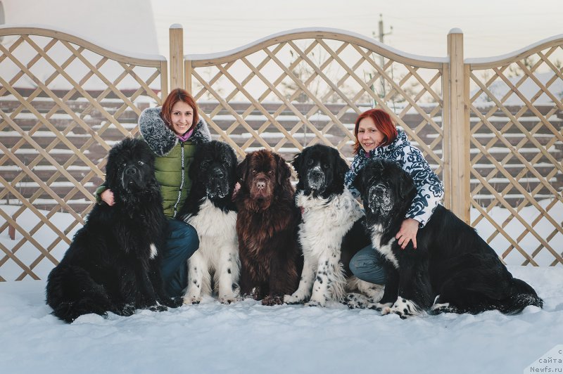 Фото: ньюфаундленд Snou Viking Adrian (Сноу Викинг Адриан), Настя, ньюфаундленд Super Bizon Maestro (Супер Бизон Маэстро), ньюфаундленд Van Len Taym Jenev'eva (Ван Лен Тайм Женевьева), ньюфаундленд Sent Djons Viva Viktoria (Сент Джонс Вива Виктория), Elena Gambaryan (Елена Гамбарян), ньюфаундленд Akvian Song Ledi In Blyek (Аквиан Сонг Леди Ин Блэк)