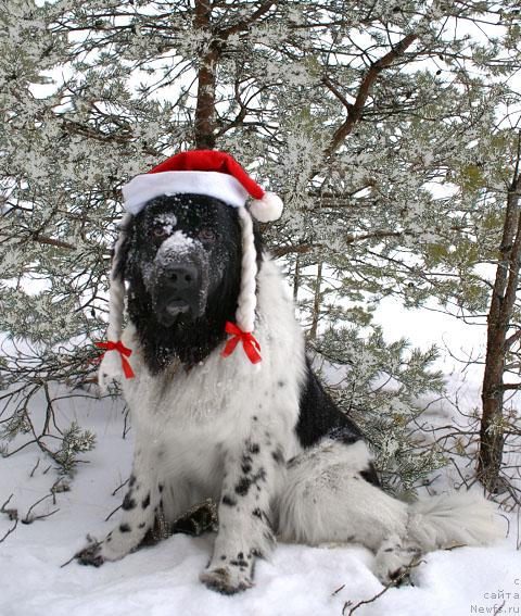 Фотография № 22823