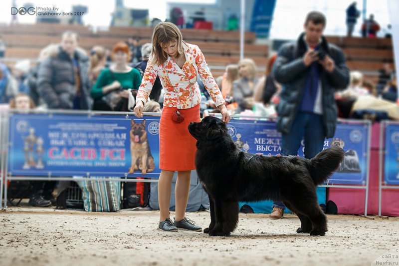 Фото: ньюфаундленд Sent Djons Cheerful Kolors of Life (Сент Джонс Чеерфул Колорс оф Лайф)