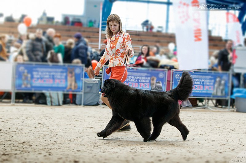 Фото: ньюфаундленд Sent Djons Cheerful Kolors of Life (Сент Джонс Чеерфул Колорс оф Лайф)