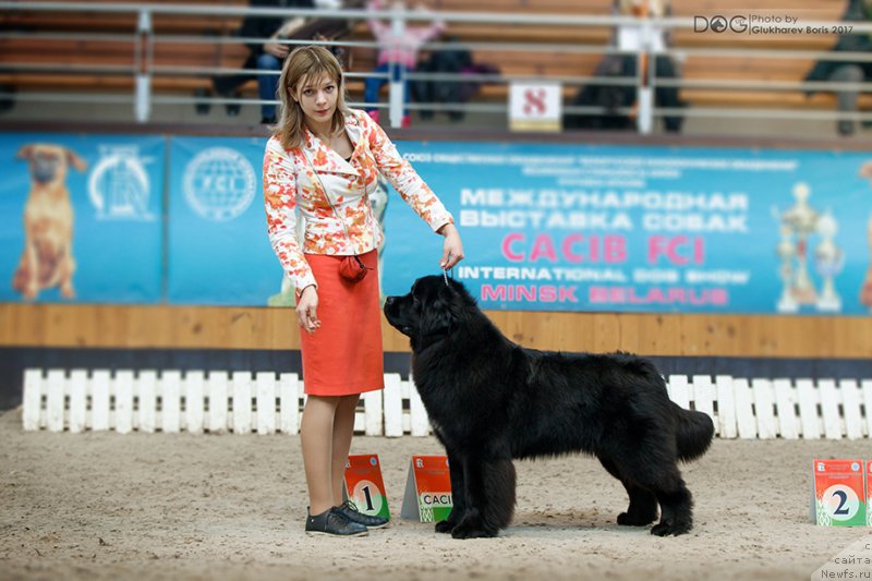 Фото: ньюфаундленд Sent Djons Cheerful Kolors of Life (Сент Джонс Чеерфул Колорс оф Лайф)