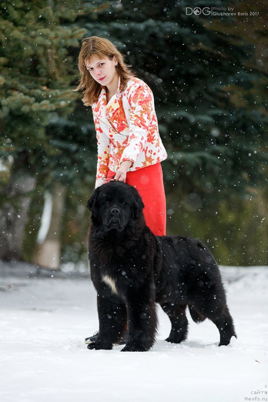 Фото: ньюфаундленд Sent Djons Cheerful Kolors of Life (Сент Джонс Чеерфул Колорс оф Лайф)