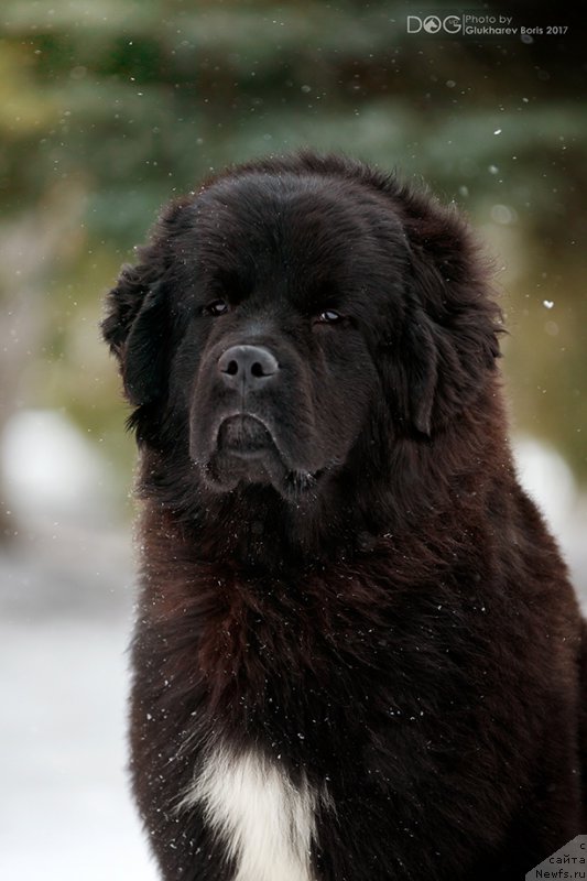 Фото: ньюфаундленд Sent Djons Cheerful Kolors of Life (Сент Джонс Чеерфул Колорс оф Лайф)