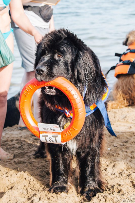 Фото: ньюфаундленд Li San (Ли Сан)