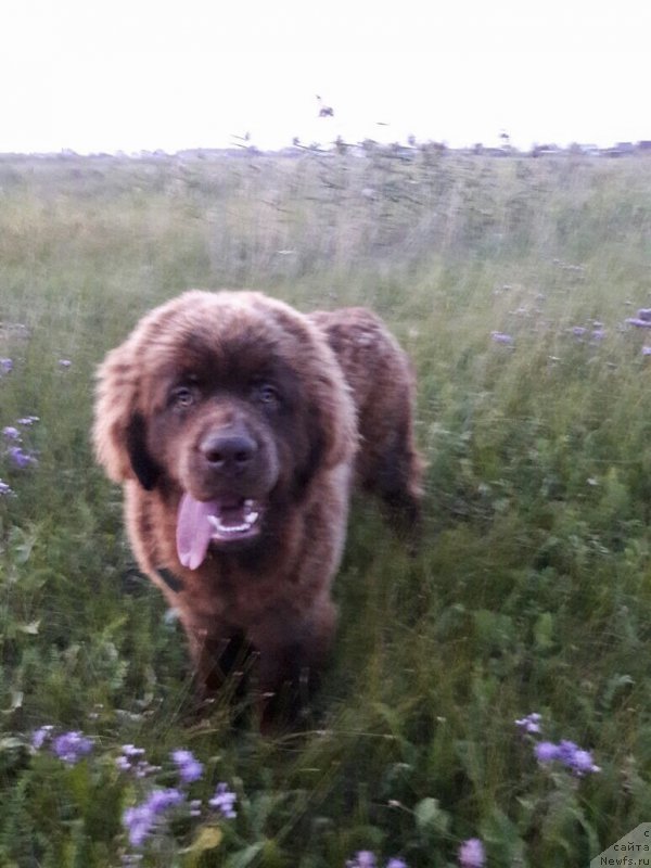 Фото: ньюфаундленд Brownblood MSK Leya Aiman (Браунблад МСК Лея Айман)