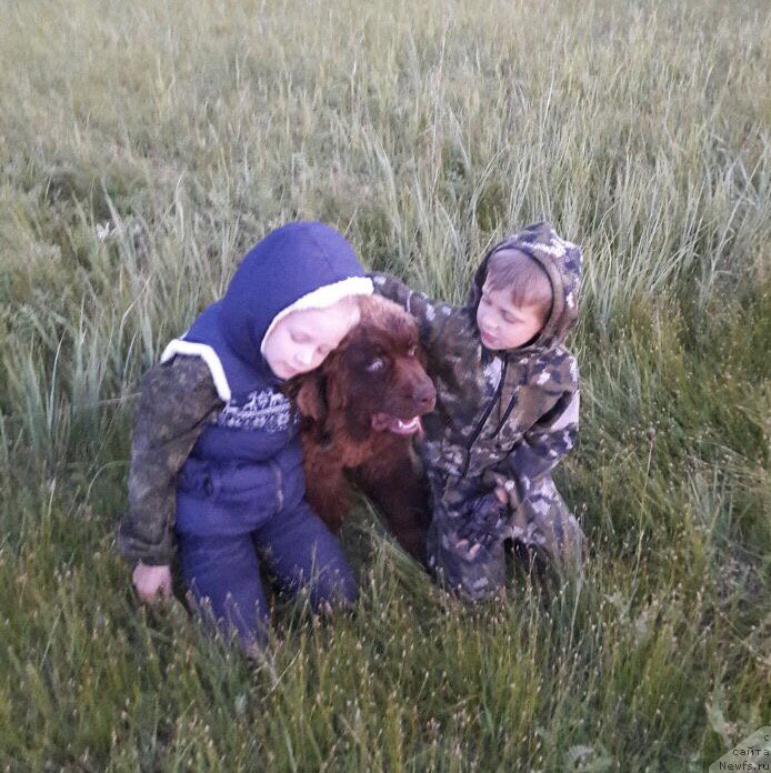 Фото: ньюфаундленд Brownblood MSK Leya Aiman (Браунблад МСК Лея Айман)