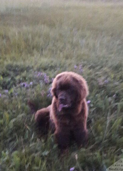 Фото: ньюфаундленд Brownblood MSK Leya Aiman (Браунблад МСК Лея Айман)