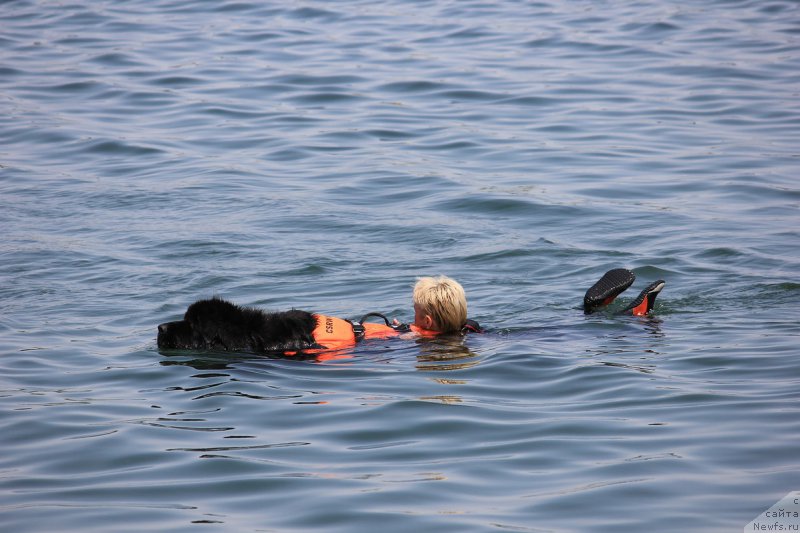 Фото: ньюфаундленд Akvatoriya Kelvin Amerikanka (Акватория Келвин Американка)