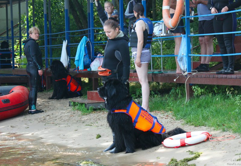 Фото: ньюфаундленд Chernyj Chank s Berega Dona (Черный Чанк с Берега Дона)