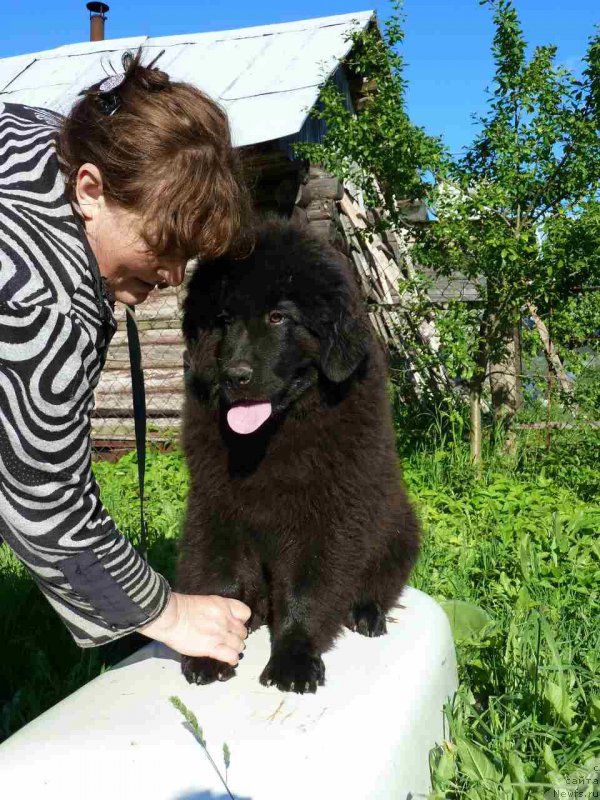 Фото: ньюфаундленд Inter Follou ze Boll (Интер Фоллоу зе Болл)