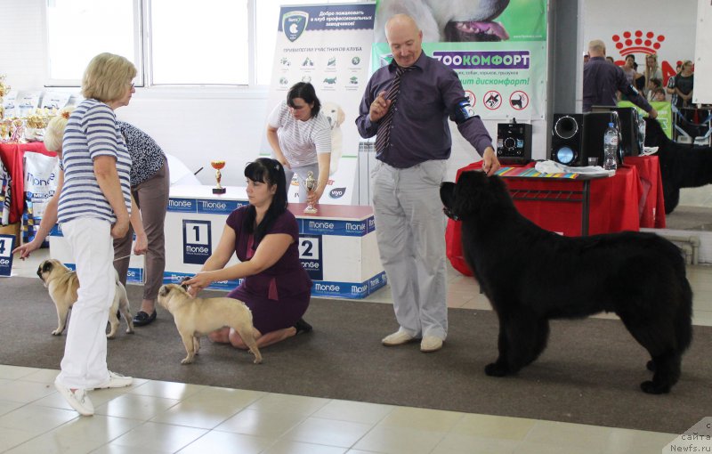 Фото: ньюфаундленд Sent Djons Exclusive (Сент Джонс Эксклюзив)